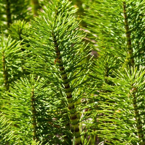 18-Starts "HORSETAIL" Native-Medicine, Biodynamic-Permaculture Mountain Herb Prep